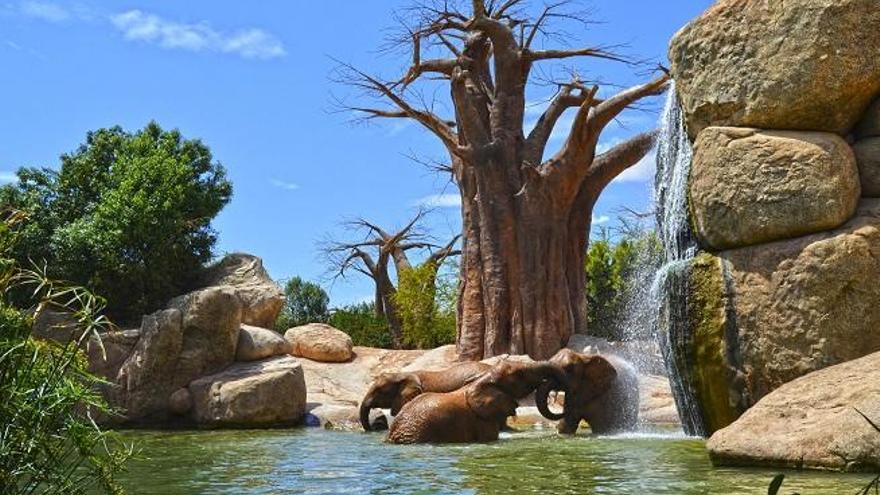 Lago de los elefantes en Bioparc Valencia