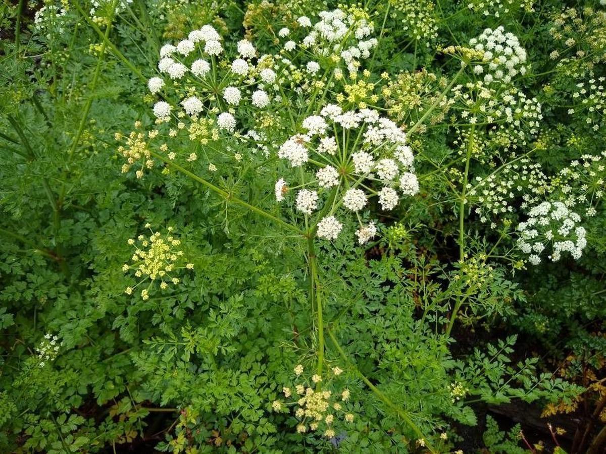 Imagen de la planta del nabo del diablo, la Oenanthe crocata