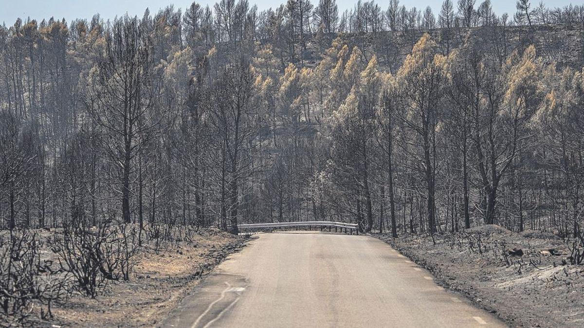 Árboles y vegetación quemada por el fuego de Bejís que ha afectado a unas 20.000 hectáreas.