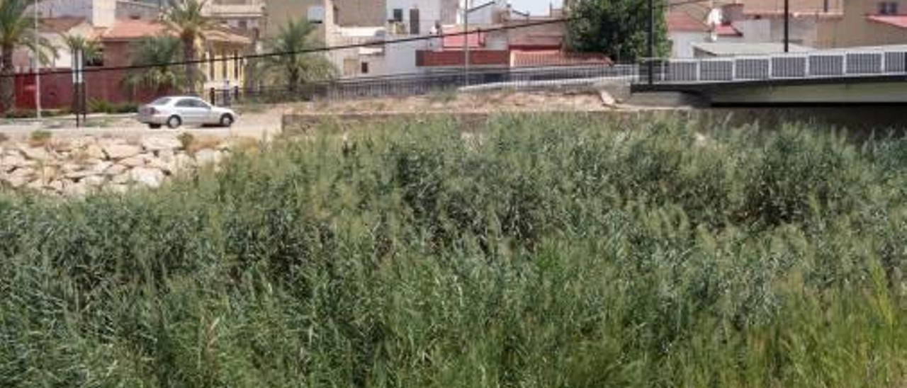 En Orihuela el cauce también está repleto de cañas.