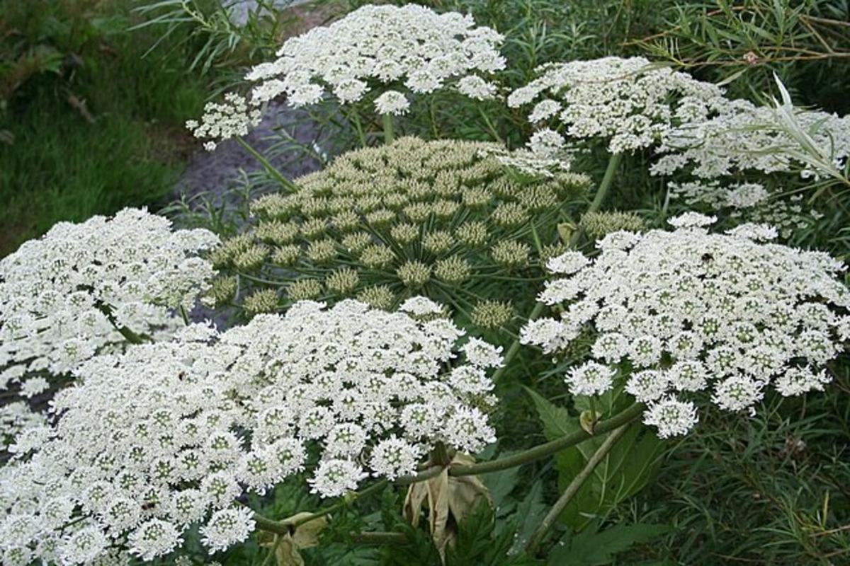 giant hogweed beware - geographorguk - 200862