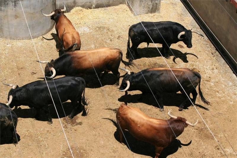 Suspendida la corrida de Feria en Los Califas