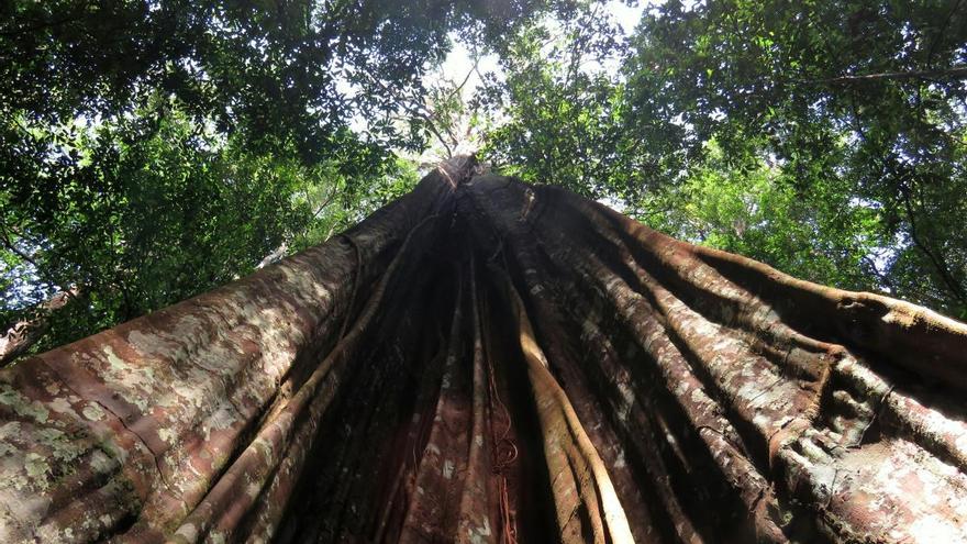 Plantean prohibir la deforestación en la Amazonía brasileña durante cinco años