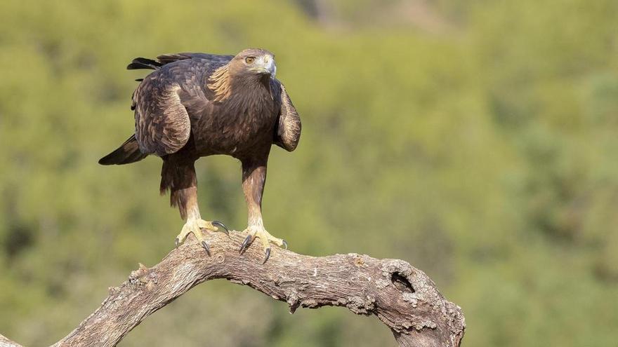 Restringido el paso en Sierra Espuña por el águila real