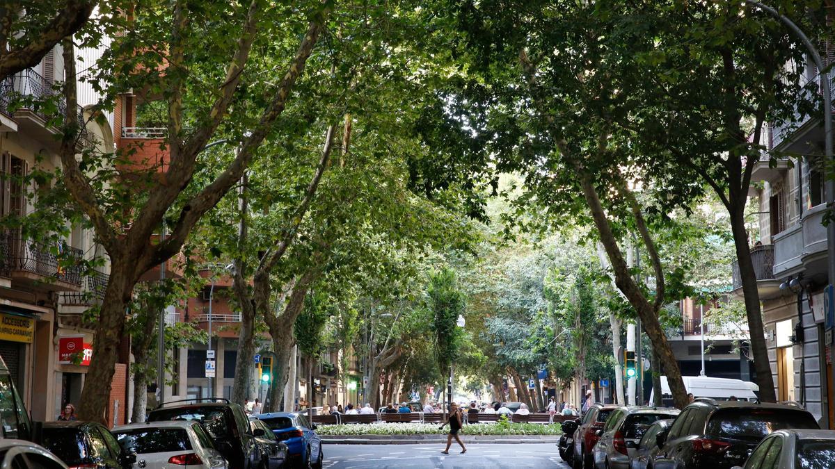 Plátanos en la calle Llull, en Barcelona.