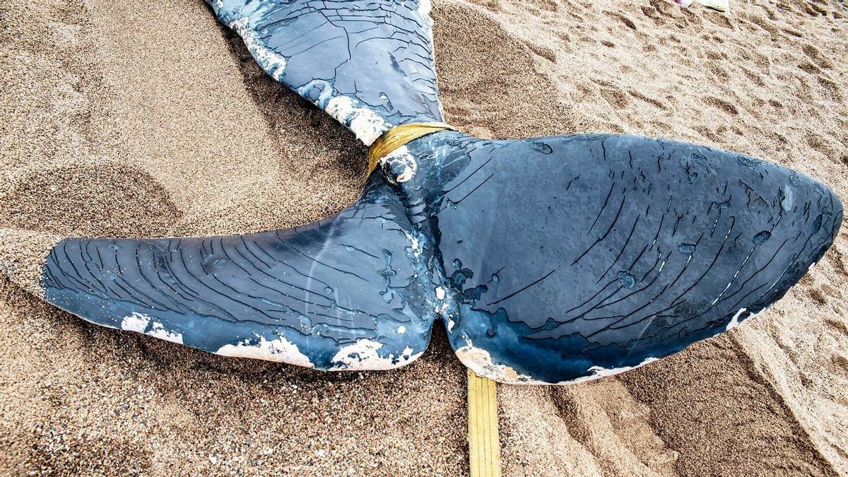 Una ballena, encontrada muerta en la playa de Pals (Baix Empordà, Girona), este sábado.