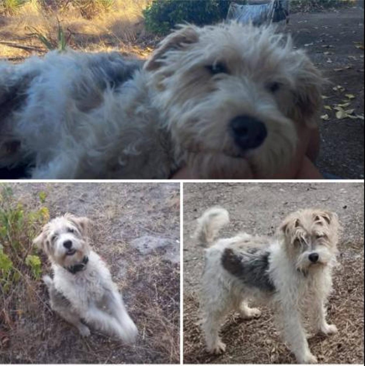 Turco, perro desaparecido