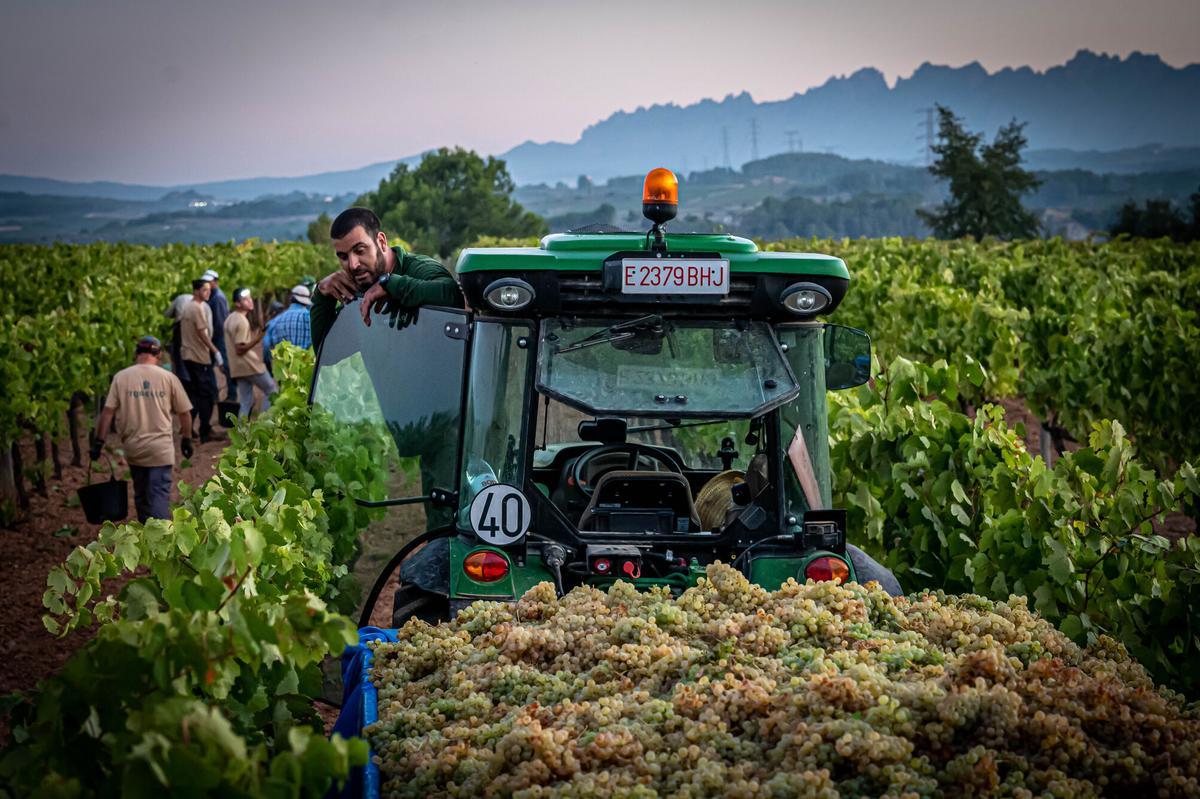 Trabajadores durante la vendimia en una finca del Penedès, en una imagen de archivo.