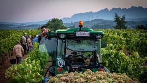 Els viticultors reprenen les tractorades per denunciar la caiguda de preus del raïm: «Molts es plantegen no veremar»