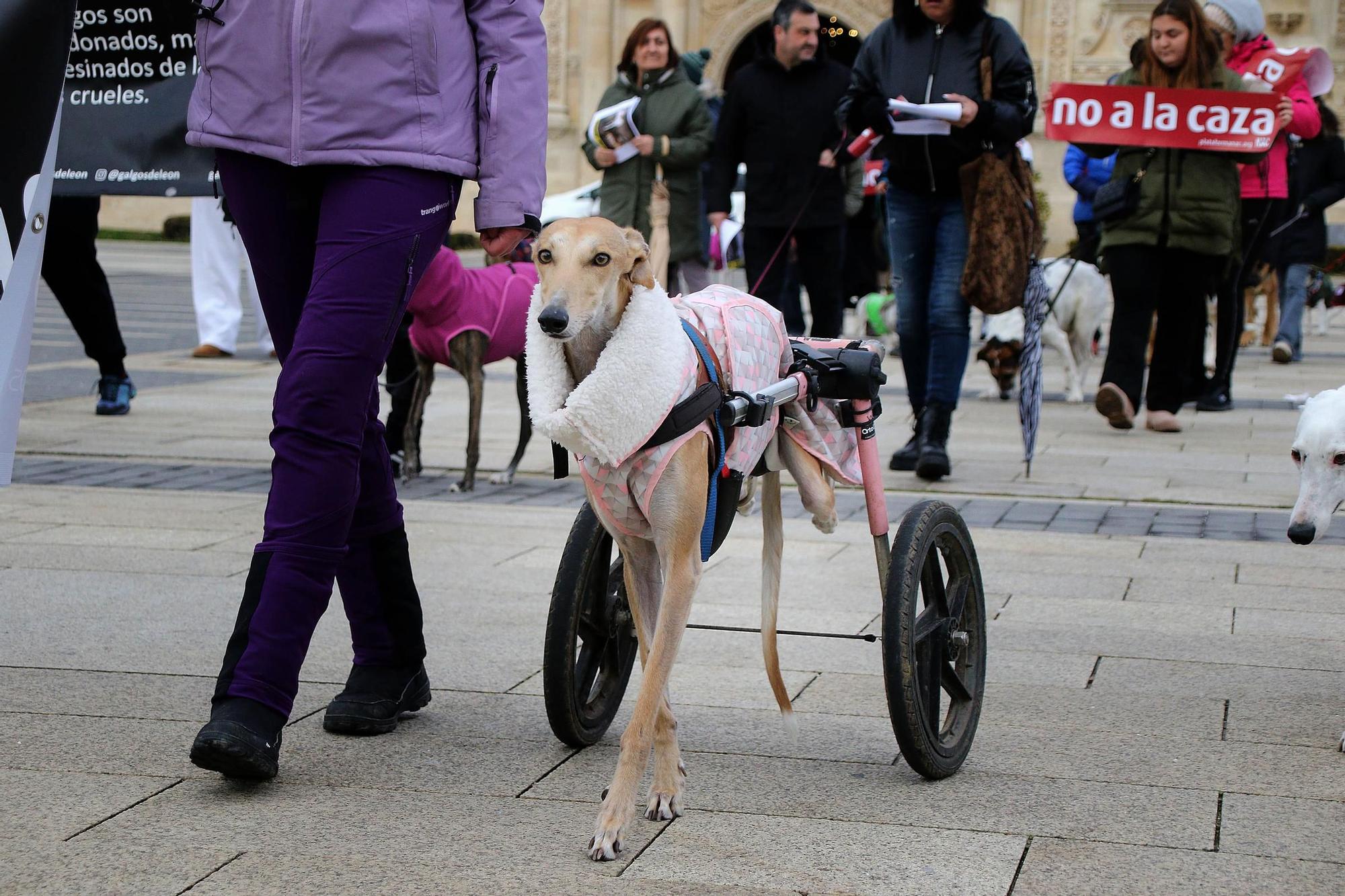 León y Valladolid se movilizan para reclamar una legislación que proteja a los perros usados en la caza