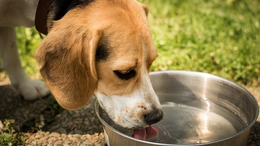 Estos son los consejos que no puedes olvidar en verano si tienes mascota