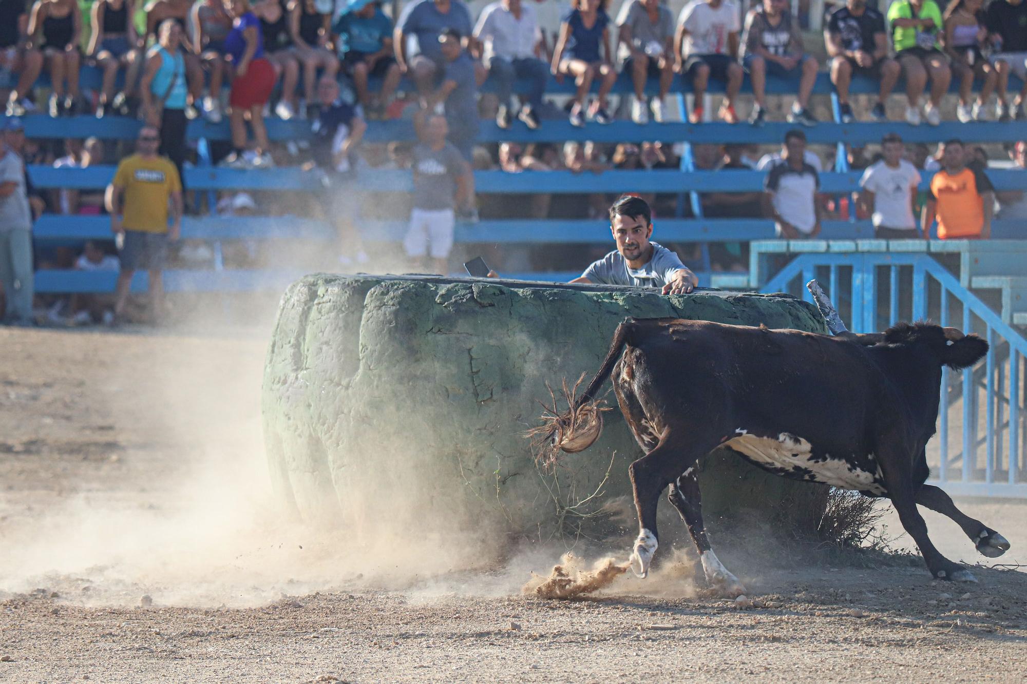 Suelta de Vaquillas en Pinoso 2023