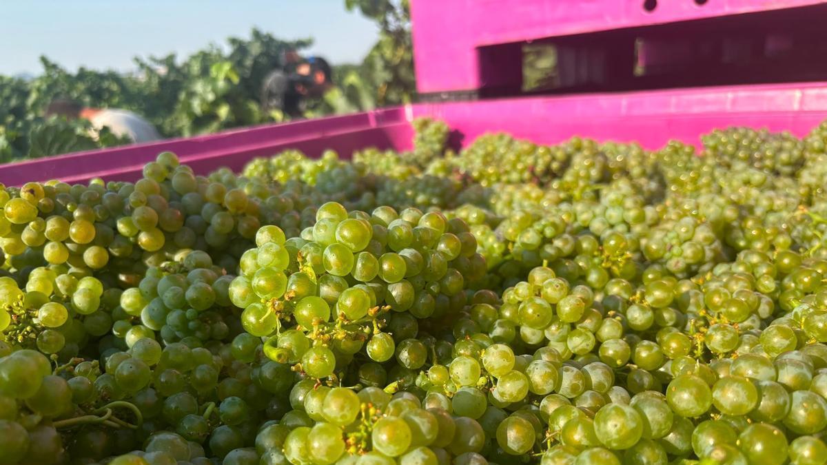 Uvas recién vendimiadas en la bodega Enate, de la DO Somontano, donde por primera vez se ha cosechado en julio.