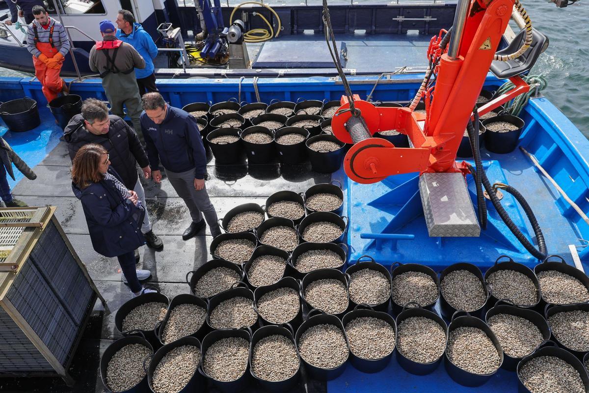 La almeja sembrada ayer.