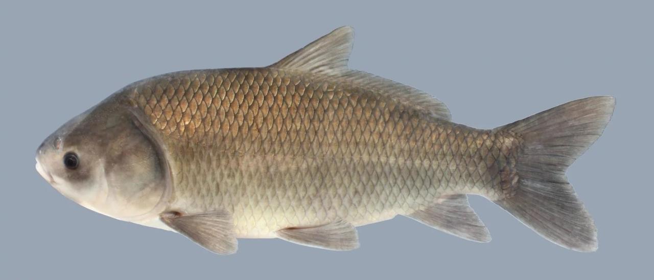 Pez del género Ictiobus