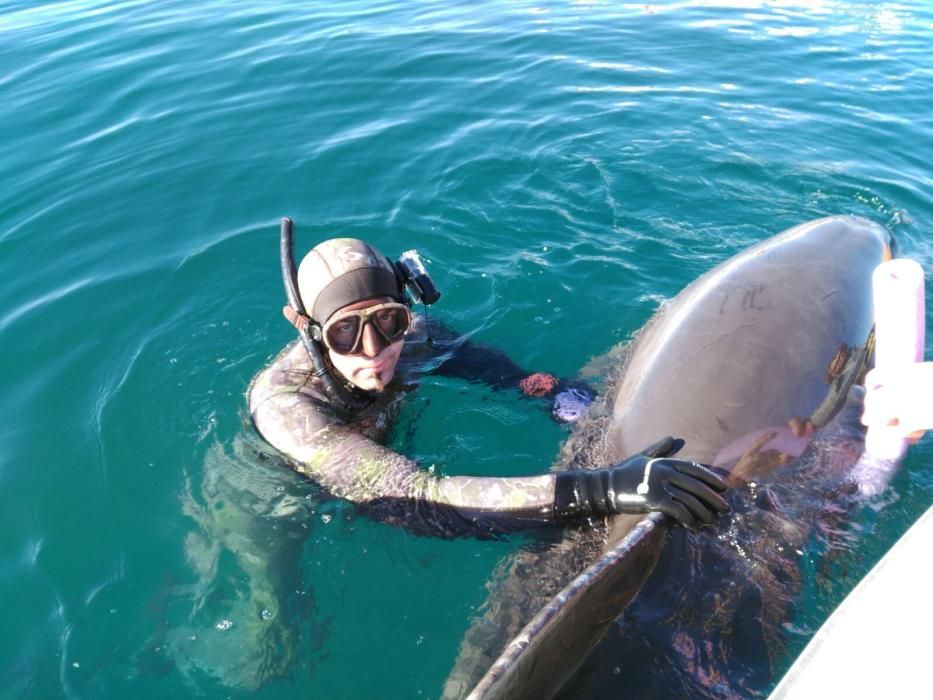Delfin in der Bucht von Palma aus Fischernetz gerettet
