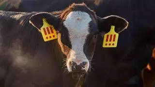 ¿Convertir una vaca en hamburguesas y bolsos o dejarla vivir? Una macabra campaña de moda deja esta decisión en manos de los clientes