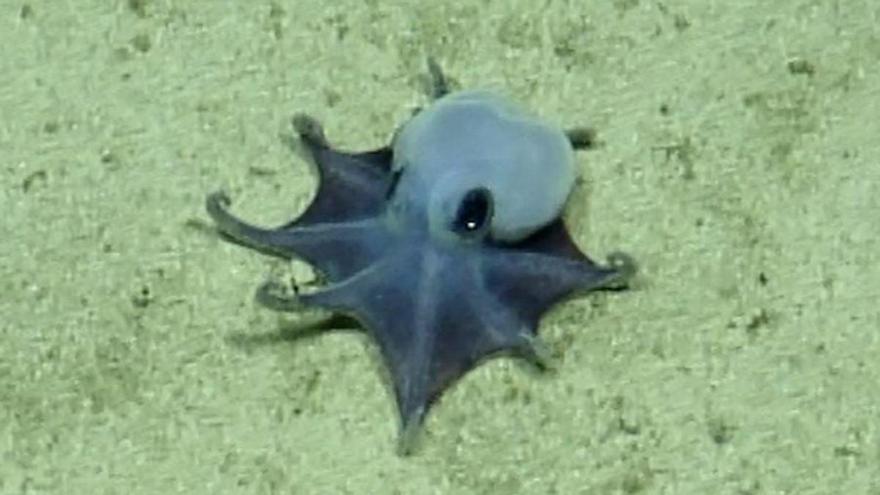 Los científicos no dan crédito: descubren un pequeño pulpo azul en Galápagos que podría cambiar lo que sabemos del océano