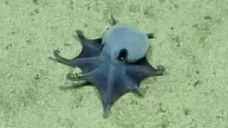 Los científicos no dan crédito: descubren un pequeño pulpo azul en Galápagos que podría cambiar lo que sabemos del océano