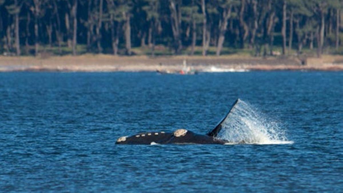 Ballenas en las costas de Uruguay