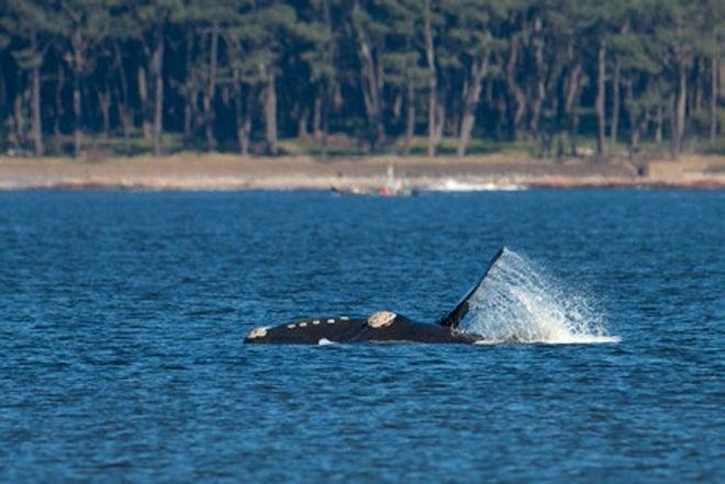 Ballenas en las costas de Uruguay