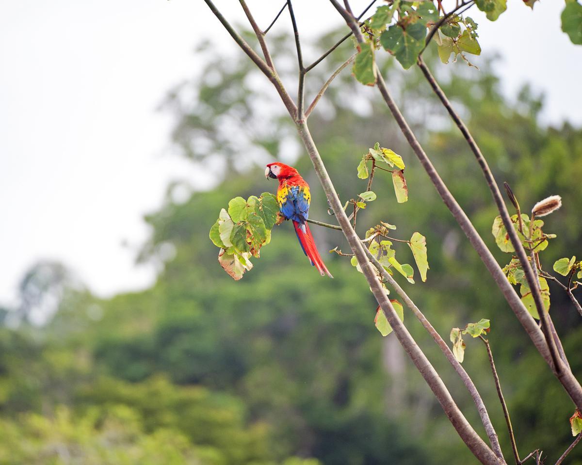 La guacamaya roja es una de las especies que conforman la excepcional biodiversidad costarricense.