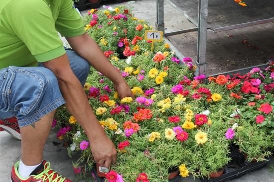 Mercat de flors a Manresa