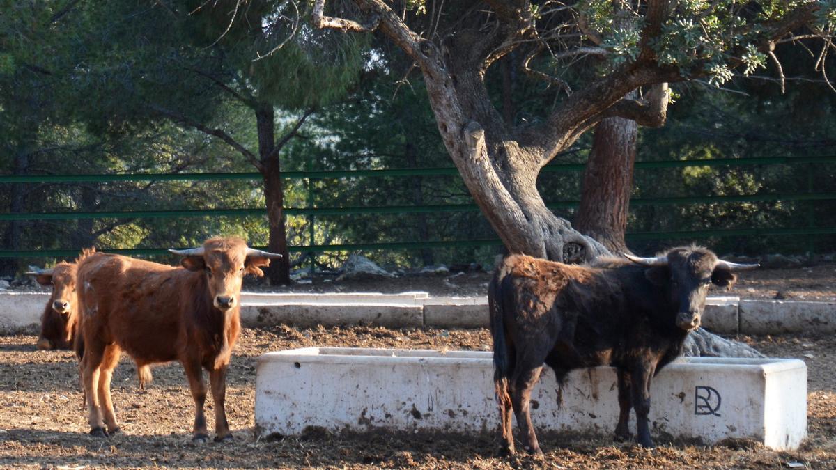 Naturaleza y plenitud: así viven los toros de la ganadería de Daniel Ramos