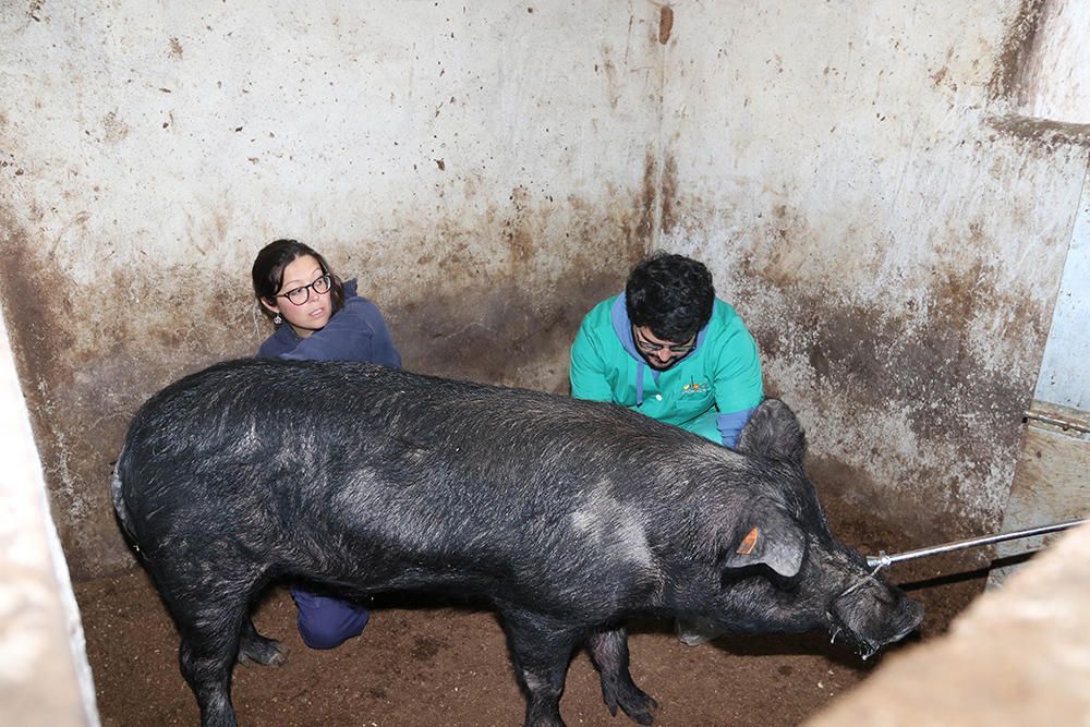 En busca del ´porc negre´ auténtico