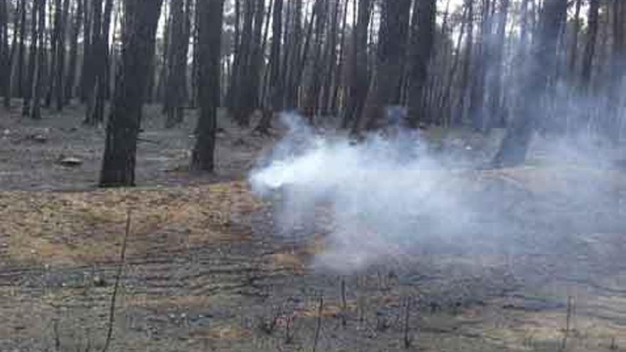 Humo que todavía se podía ver ayer en un pinar quemado en el fuego de Trabazos y Rábano.