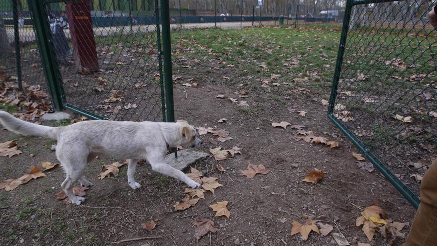 Girona multa 42 persones perquè el gos molesta els veïns i 32 per no tenir censat l’animal