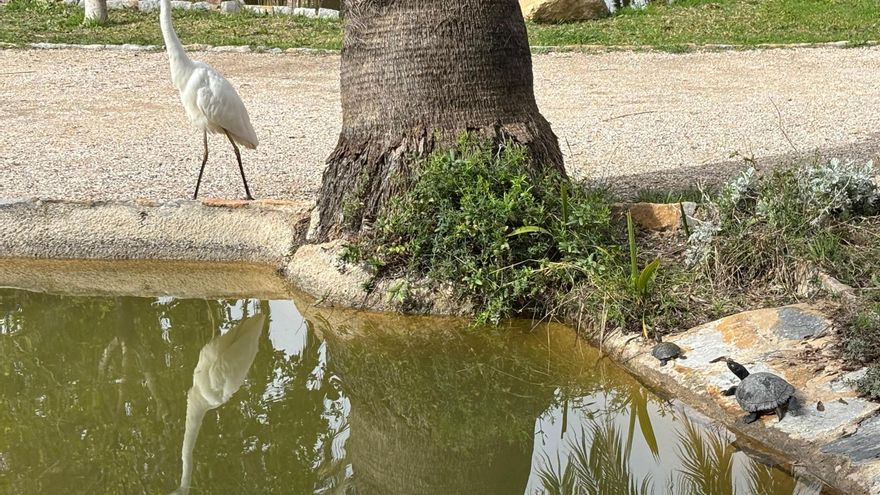 Los parques de Elche: oasis de biodiversidad donde canta la vida
