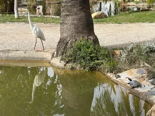 Los parques de Elche: oasis de biodiversidad donde canta la vida
