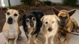 Los cuatro perros de Katty buscan hogar tras su muerte: piden ayuda para no separarlos
