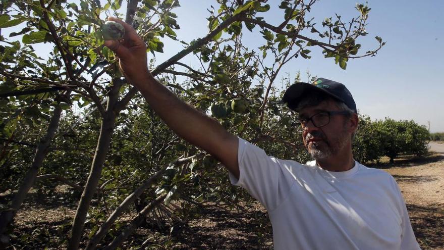 Un agricultor de Carlet examina un caqui dañado por el pedrisco en un campo ubicado en el término municipal de Guadassuar.