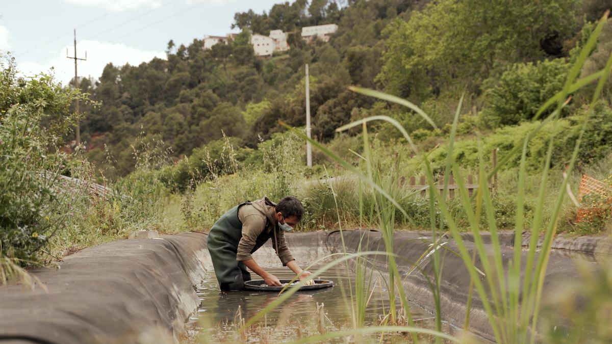 Biodiversitat en els ecosistemes