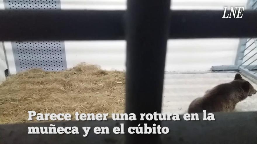 Así se encuentra el osezno herido capturado en Cantabria