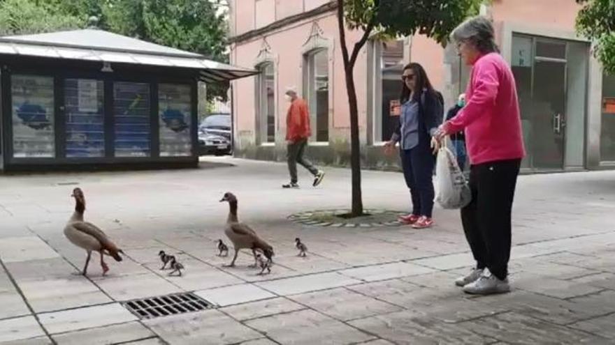 Los gansos del Nilo se apuntan a las terrazas en Pontevedra