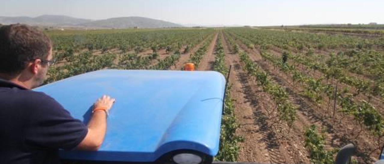 El gasoducto atraviesa viñedos de Pinoso y Monóvar