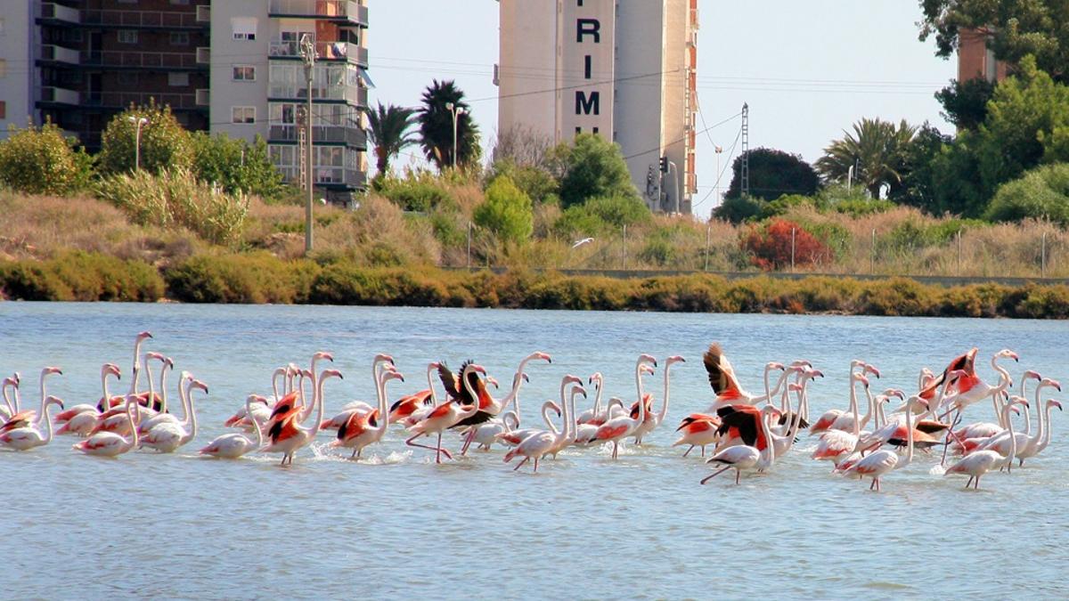 Las Salinas de Calp reciben a diversas especies de aves migratorias.