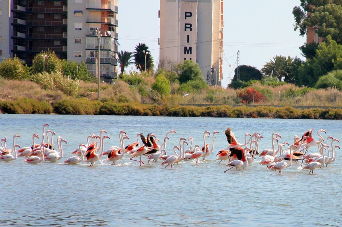 Las Salinas de Calp reciben a diversas especies de aves migratorias.