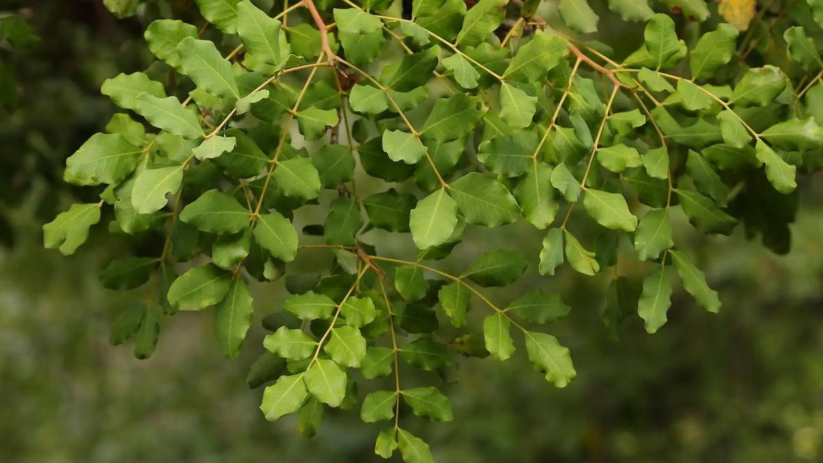 El algarrobo, árbol protagonista en los planes del Ayuntamiento para la reforestación de parques periurbanos.