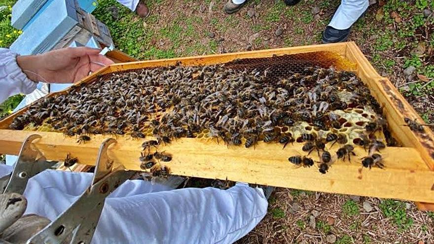 Abejas en La Abejera, en la zona alta de Icod de los Vinos.