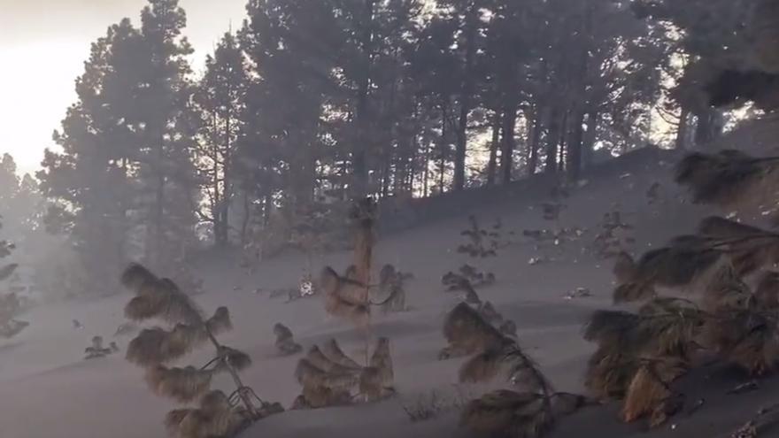 Panorama desolador en amplias zonas del pinar canario por el volcán de La Palma