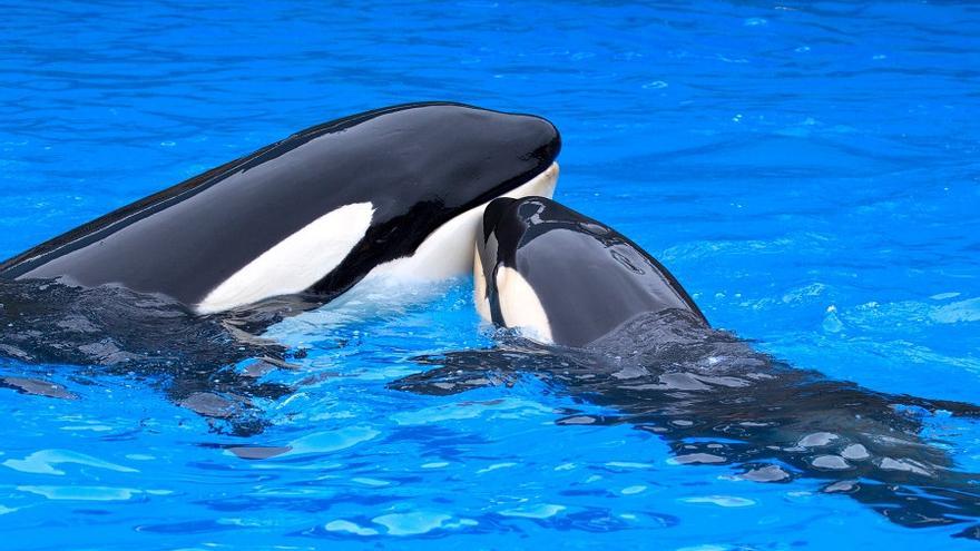 Loro Parque: Tenerife Only Hope for Antibes Orcas