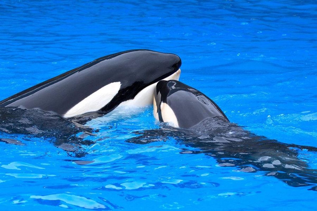 Pareja de orcas.