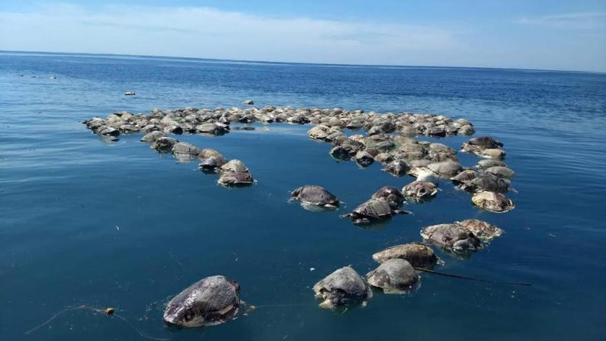 Algunas de las tortugas encontradas sin vida.