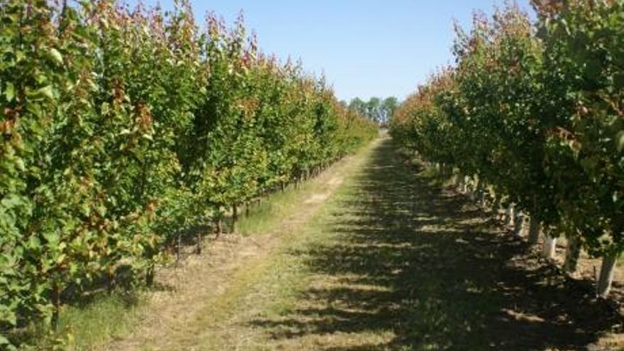 CITA trabaja para garantizar el éxito de un árbol frutal antes de plantarlo