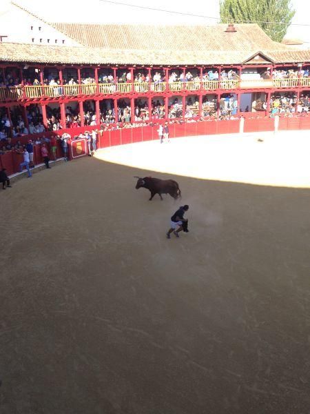 Toro de cajón y encierro urbano en Toro