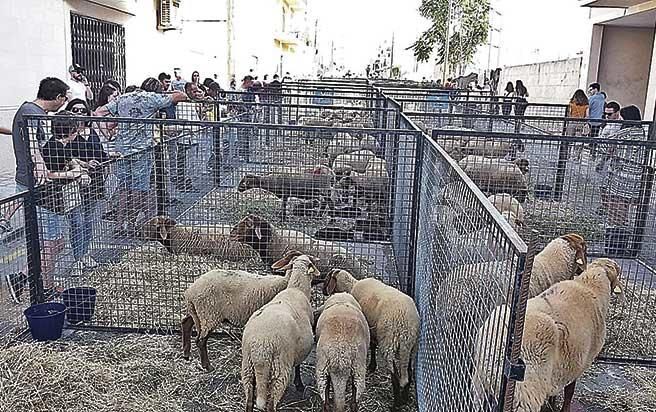 'fires' en Llucmajor, Colònia de Sant Jordi y Lluc